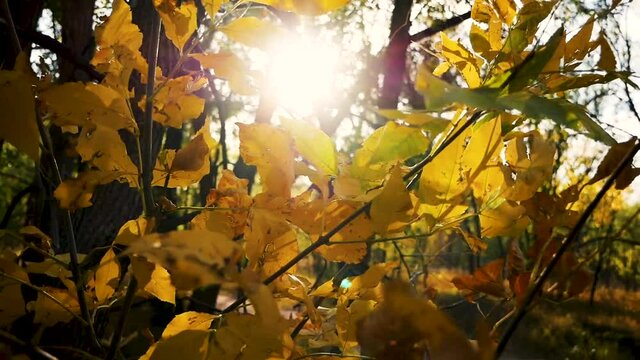 autumn leaves in the sun