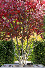 Fototapeta na wymiar Red maple, Acer rubrum, autumn view.