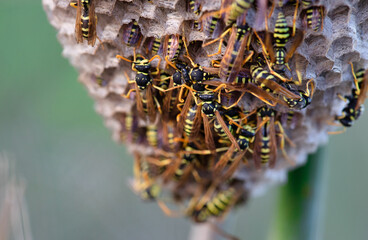 Paper wasps on nest, ultra close up