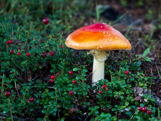 Fly agaric or Amanita muscaria Mushroom with Lowbush Cranberries