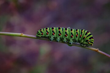 caterpillar on leaf