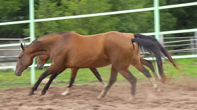 Bay purebred mares galloping fast in paddock, slow-motion