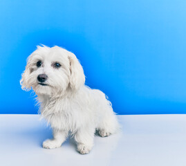 Adorable dog over isolated blue background.