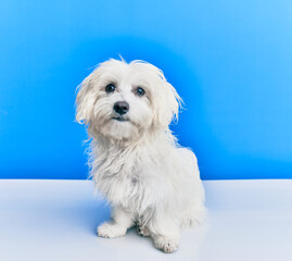 Adorable dog over isolated blue background.