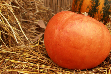 orange pumpkin on yellow hay