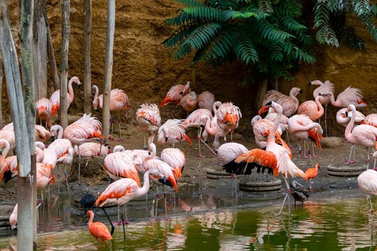group of pink flemish of chile