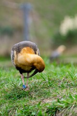 portrait of ibis with black face bird