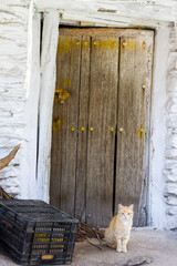Hauskatze