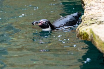 view of penguin in zoologic park