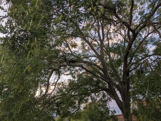 Fototapeta premium trees in the forest