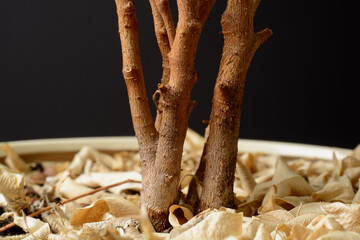 dry leaves under the plant in a pot