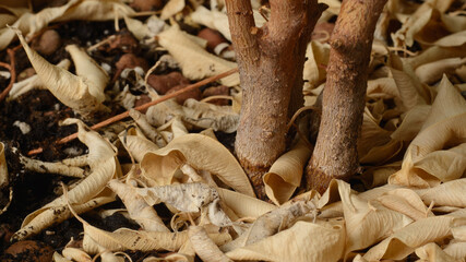 dry leaves under the plant in a pot