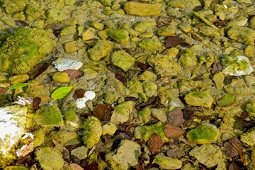 Green algae, similar to moss, visible through the clear water of a shallow river with fallen leaves on the surface