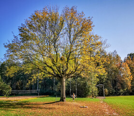 Girl swings on a swing attached to a tree in golden autumn