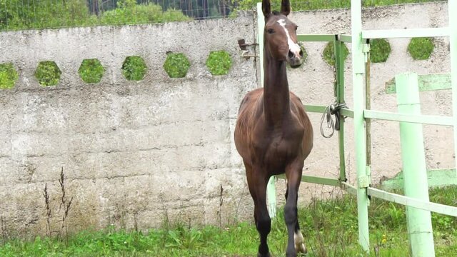 Beautiful bay akhal-teke filly in paddock, slow-motion