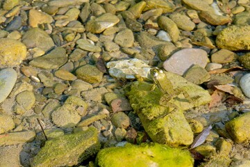 A pond with marsh frogs close-up, green algae and fallen leaves in clear water