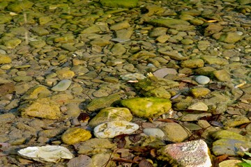 A pond with marsh frogs close-up, green algae and fallen leaves in clear water