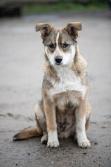 Young cute puppy sitting outdoor and looking to the camera