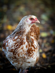 Closeup of a female chicken