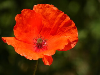 Fototapeta premium Poppy flower (Papaver rhoeas) close up - inside view on a poppy flower red petals