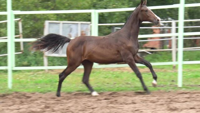 Beautiful horse changing allures on the run, slow-motion