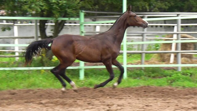 Young akhal-teke filly runs gallop in summer, slow-motion