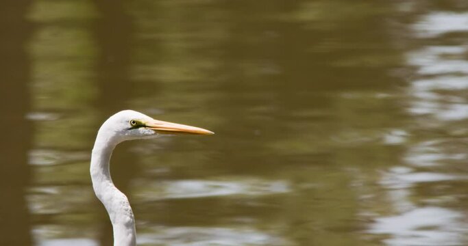 Great egret in front of water, raises head.