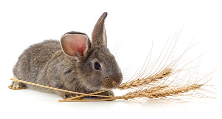 Rabbit and spikelet of wheat.