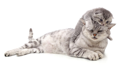 Cat with kitten.