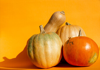 fresh pumpkins of different shapes and colors traditional holiday Happy Thanksgiving or halloween day concept on orange hard light 
