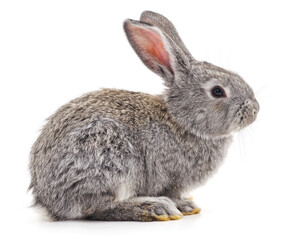 Grey big rabbit.