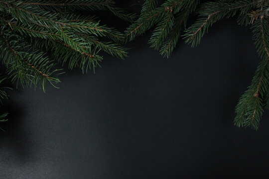 new year's Christmas holiday background a branch of spruce pine trees and a black background of copy space