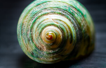 Spiral snail shell isolated on black background. Snail shell texture. Macro photography. 