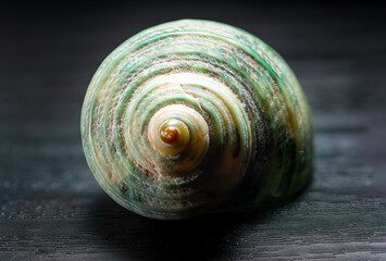 Spiral snail shell isolated on black background. Snail shell texture. Macro photography. 