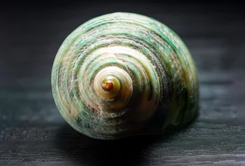 Poster Spiral snail shell isolated on black background. Snail shell texture. Macro photography.  © Epic Vision