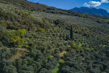 Aerial view of olive trees. Top view of the olive tree plantation. Italian olive tree gardens on the mountain slopes.