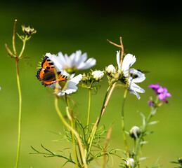 butterfly on flower