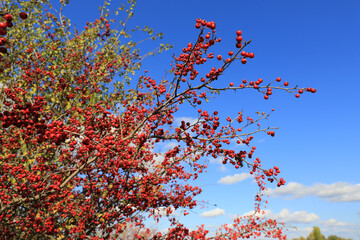 hawthorn tree brunch