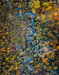 River flows through forest in misty morning. Aerial view over colorful trees in autumn makes a vibrant landscape. 