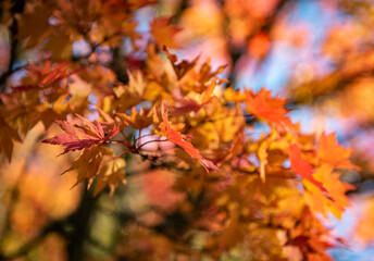 Autumn Leaves