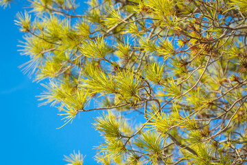 Background with sprigs of pigny on blue sky