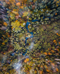 River flows through forest in misty morning. Aerial view over colorful trees in autumn makes a vibrant landscape. 