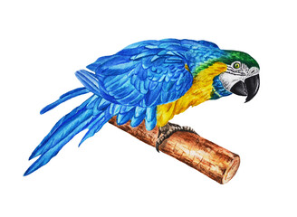 Watercolor illustration of a blue macaw parrot. Tropical exotic bird on a white background. Hand drawing.
