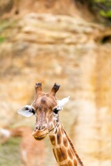 portrait of giraffe in front of the cliff