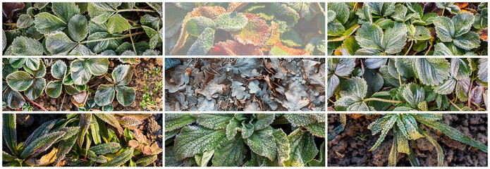 Collection of panoramic backgrounds with hoarfrost on foliage. Leaves of garden strawberries and fallen oak leaves covered with hoar frost. Rime ice crystals on plants. Texture set.