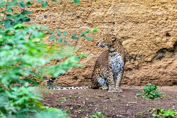 portrait of leopard in front of the cliff
