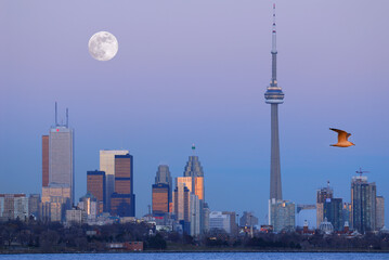 Toronto city skyline at dusk with moon and seagull