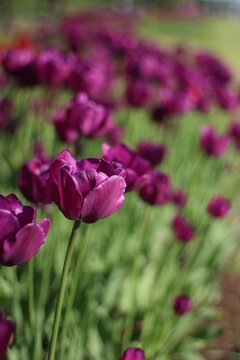 Botanical photography. Image of a lilac tulip against a blurred background of other flowers. Field of purple tulips in city park