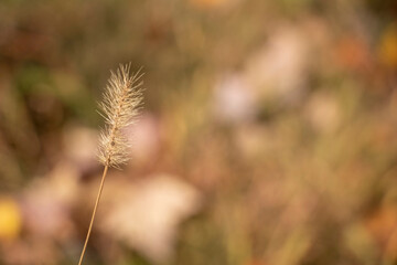 Wispy Fall Grass on a Autumn Color Background. Flowery, light and airy grass close up in Autumn.