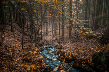 Stream of water flowing in a forest during autumn